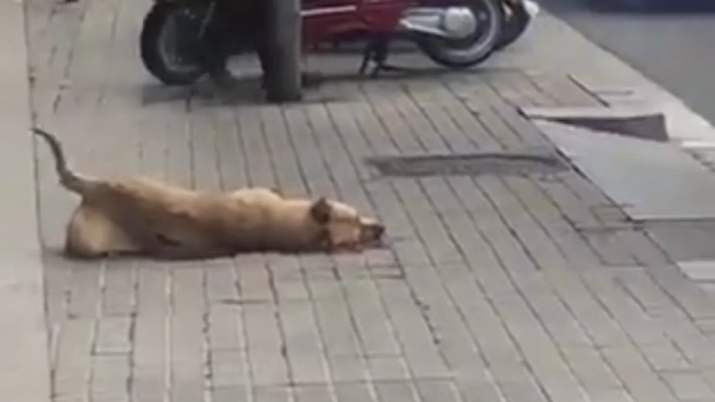Sota, la perra que ha muerto por un disparo de la Guardia Urbana Sota, la perra que ha muerto por un disparo de la Guardia Urbana