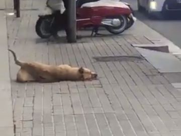 Sota, la perra que ha muerto por un disparo de la Guardia Urbana Sota, la perra que ha muerto por un disparo de la Guardia Urbana