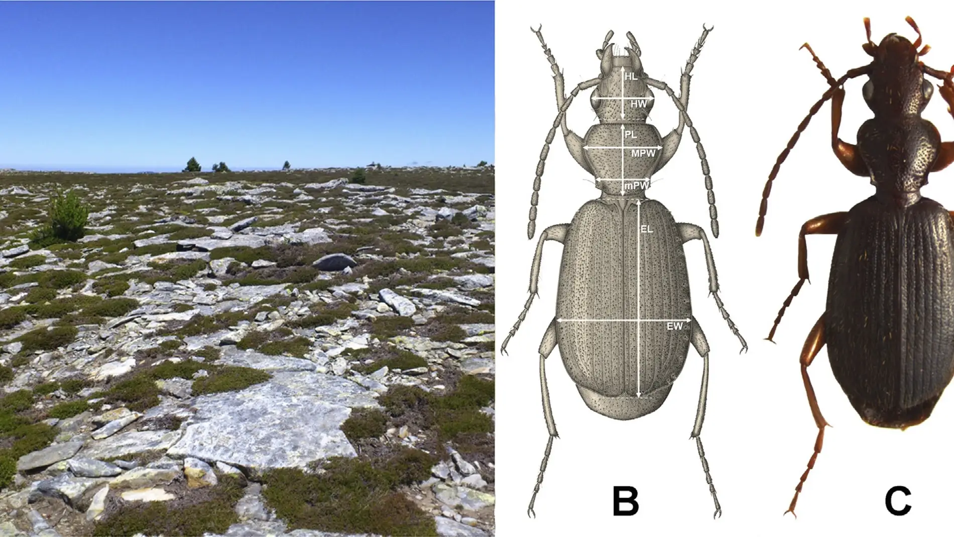 Descubierta una nueva especie de insecto en la alta montana del sistema iberico