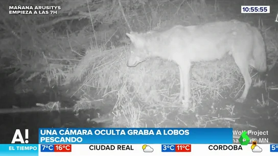 Lobos pescando Lobos pescando
