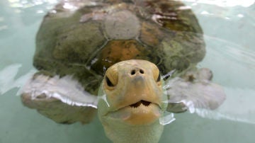 Una tortuga verde en el agua.