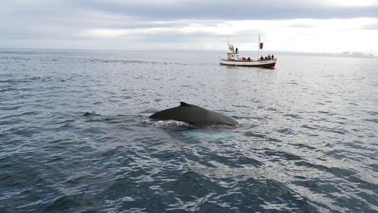 Caza de ballenas Caza de ballenas