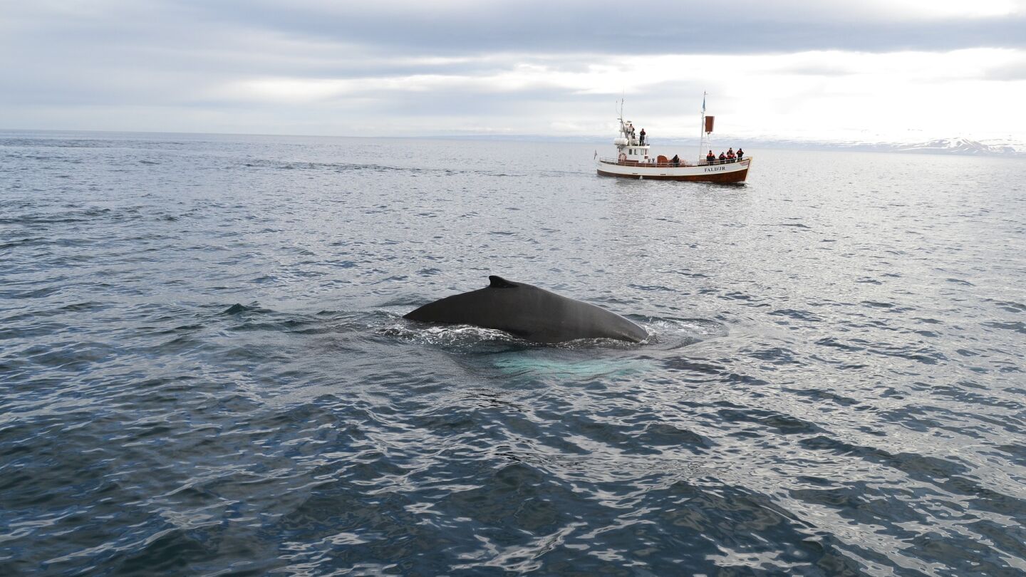 Caza de ballenas