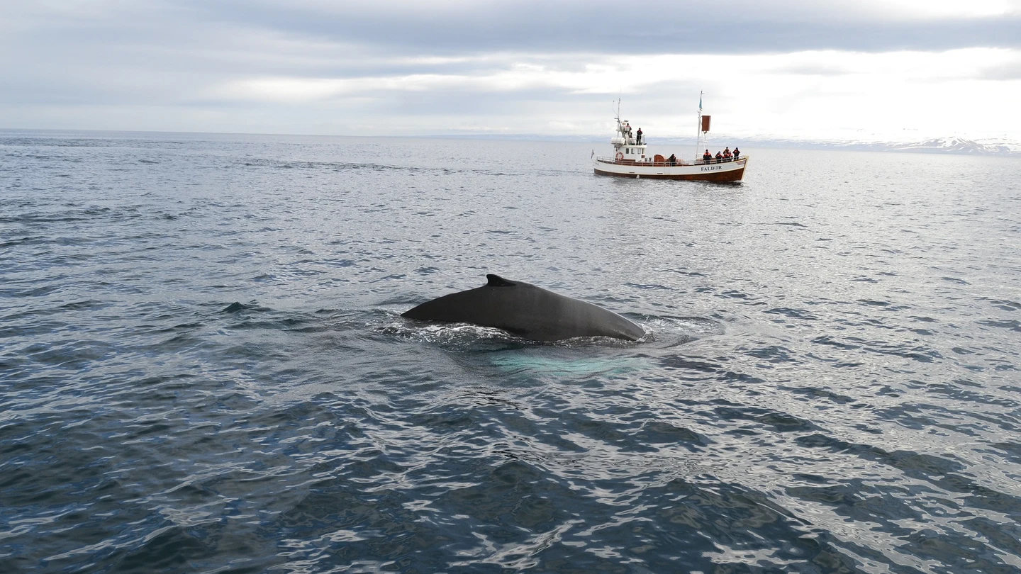 Caza de ballenas Caza de ballenas