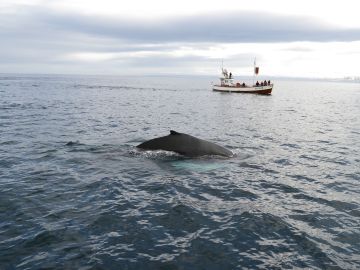 Caza de ballenas Caza de ballenas