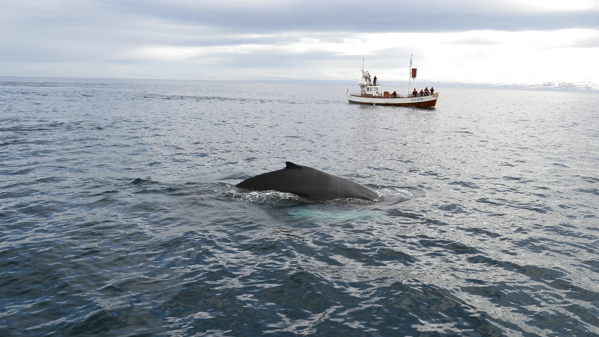 Caza de ballenas