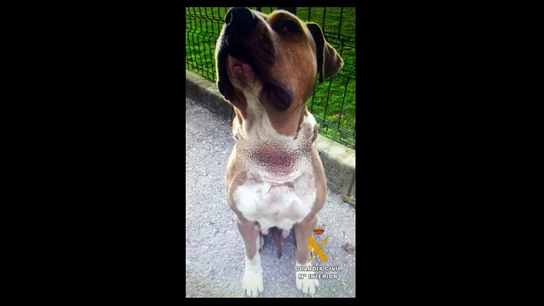 La perra presentaba heridas en el cuello derivadas de haber estado fuertemente amarrada La perra presentaba heridas en el cuello derivadas de haber estado fuertemente amarrada
