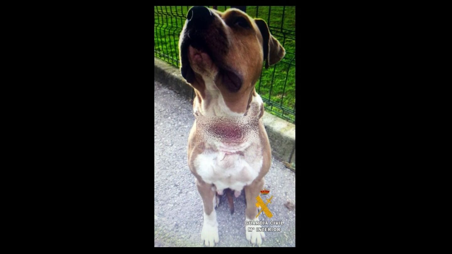 La perra presentaba heridas en el cuello derivadas de haber estado fuertemente amarrada