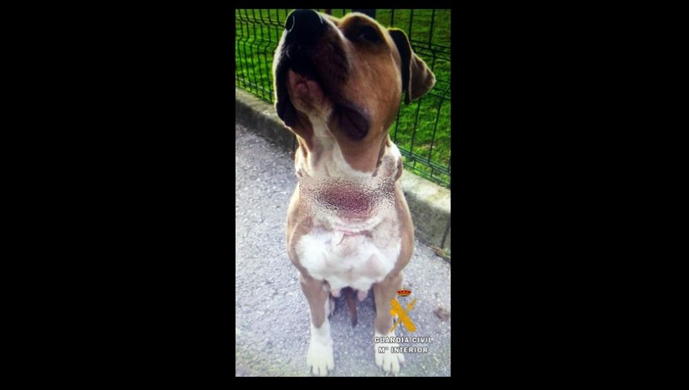La perra presentaba heridas en el cuello derivadas de haber estado fuertemente amarrada