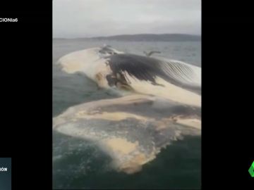 Ballena rescatada en Pontevedra Ballena rescatada en Pontevedra