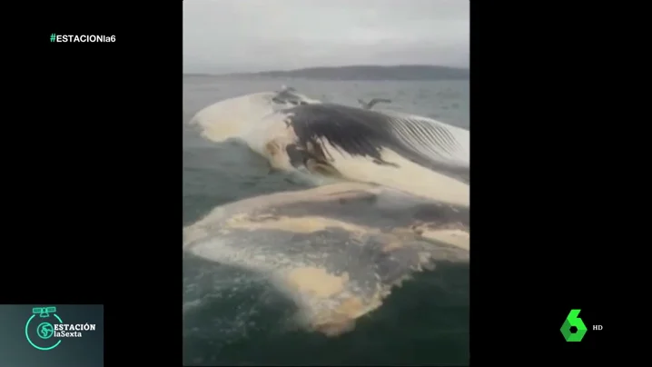 Ballena rescatada en Pontevedra