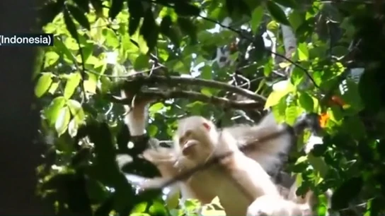 Alba, la única orangutana albina Alba, la única orangutana albina