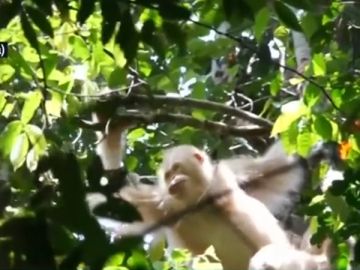 Alba, la única orangutana albina Alba, la única orangutana albina