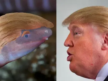 Para añadir más ironía a esta original crítica, en EnviroBuild le pusieron al anfibio el peculiar peinado del presidente de Estados Unidos Para añadir más ironía a esta original crítica, en EnviroBuild le pusieron al anfibio el peculiar peinado del presidente de Estados Unidos