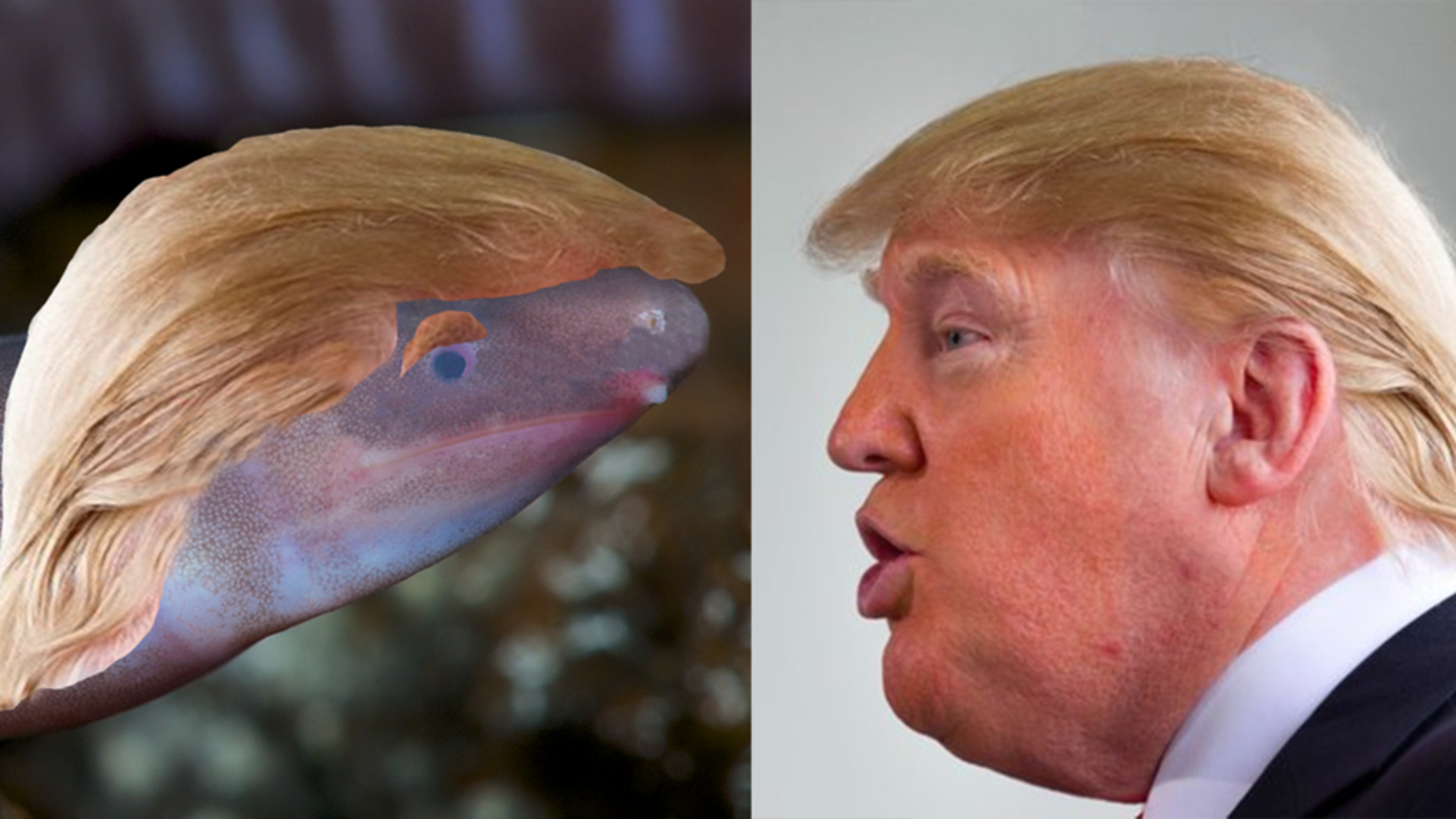 Para añadir más ironía a esta original crítica, en EnviroBuild le pusieron al anfibio el peculiar peinado del presidente de Estados Unidos