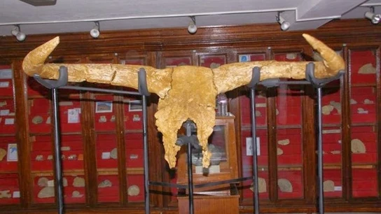 Cráneo del Uro más antiguo, antepasado de los toros (Archivo) Cráneo del Uro más antiguo, antepasado de los toros (Archivo)