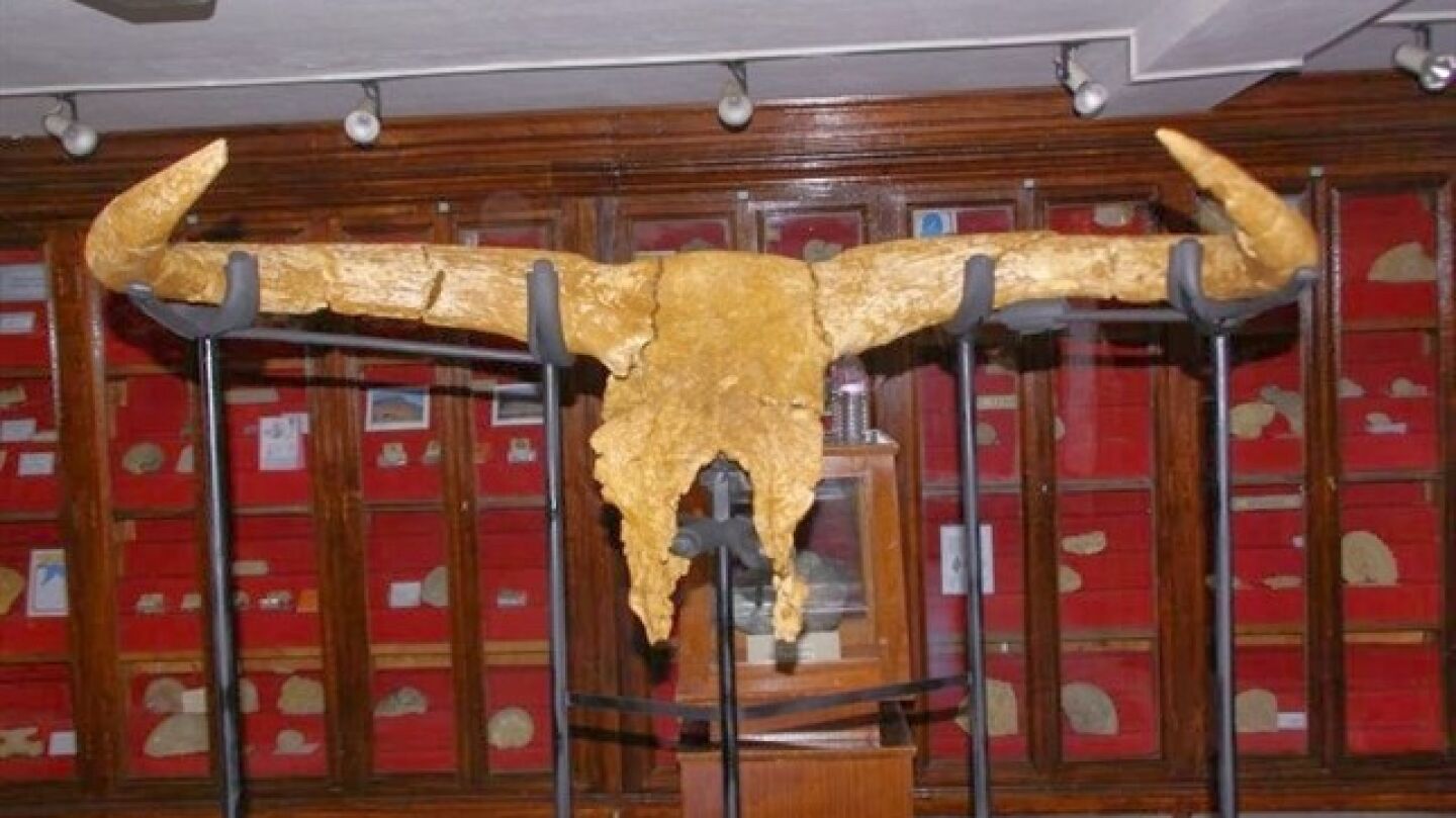 Cr&aacute;neo del Uro m&aacute;s antiguo, antepasado de los toros (Archivo)