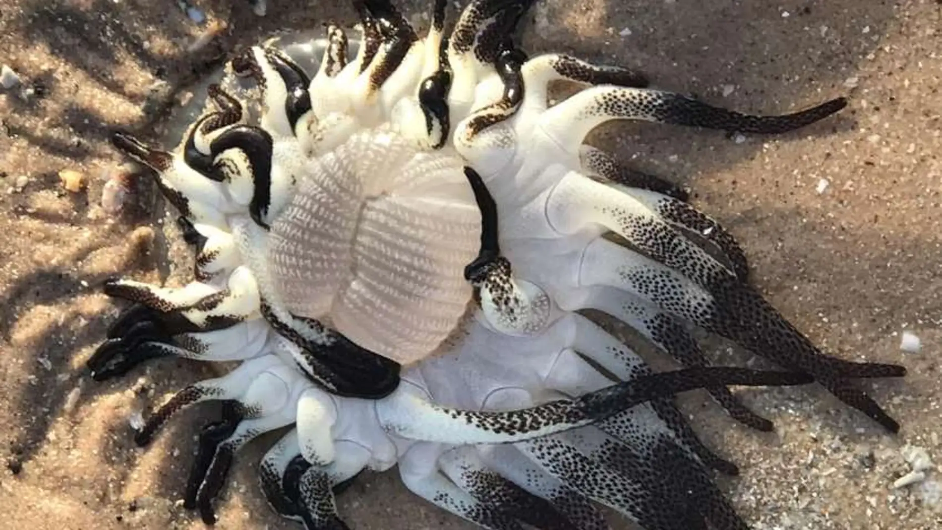 La verdad detrás de la extraña criatura 'alienígena' que ha aparecido en una playa de Australia