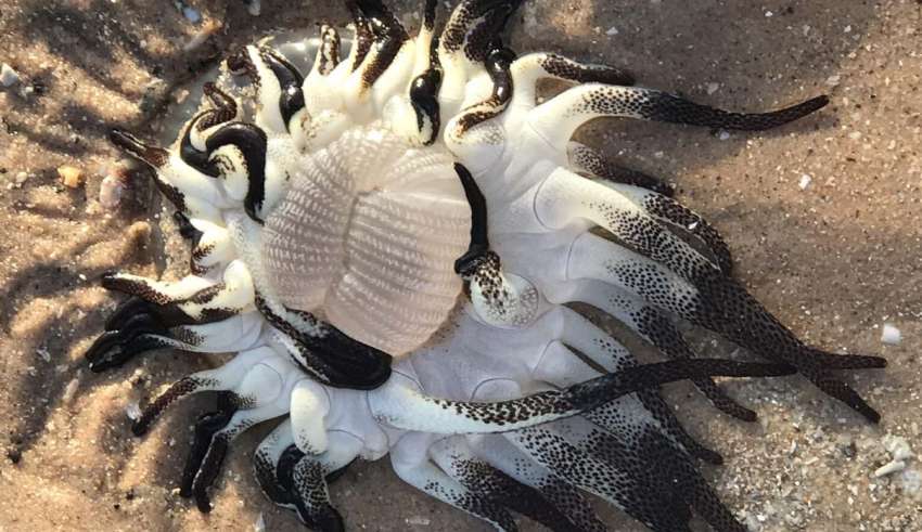 La verdad detrás de la extraña criatura 'alienígena' que ha aparecido en  una playa de Australia