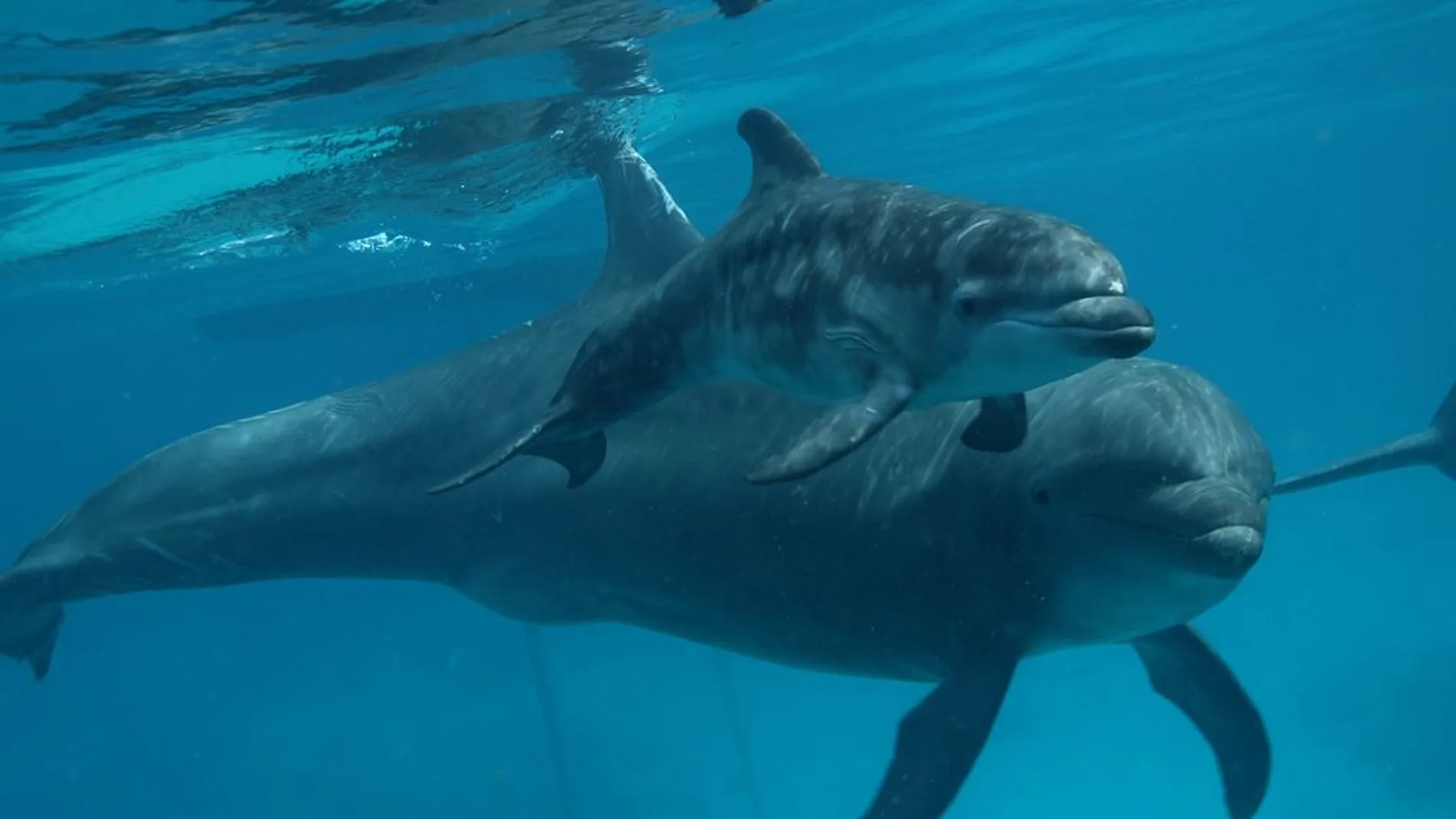 Imagen de una pequeña cría de delfín