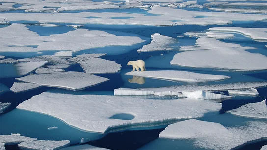 El deshielo en el Ártico Polar Contraparte