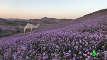 Insólitas imágenes de un desierto cubierto de flores en Arabia Saudí
