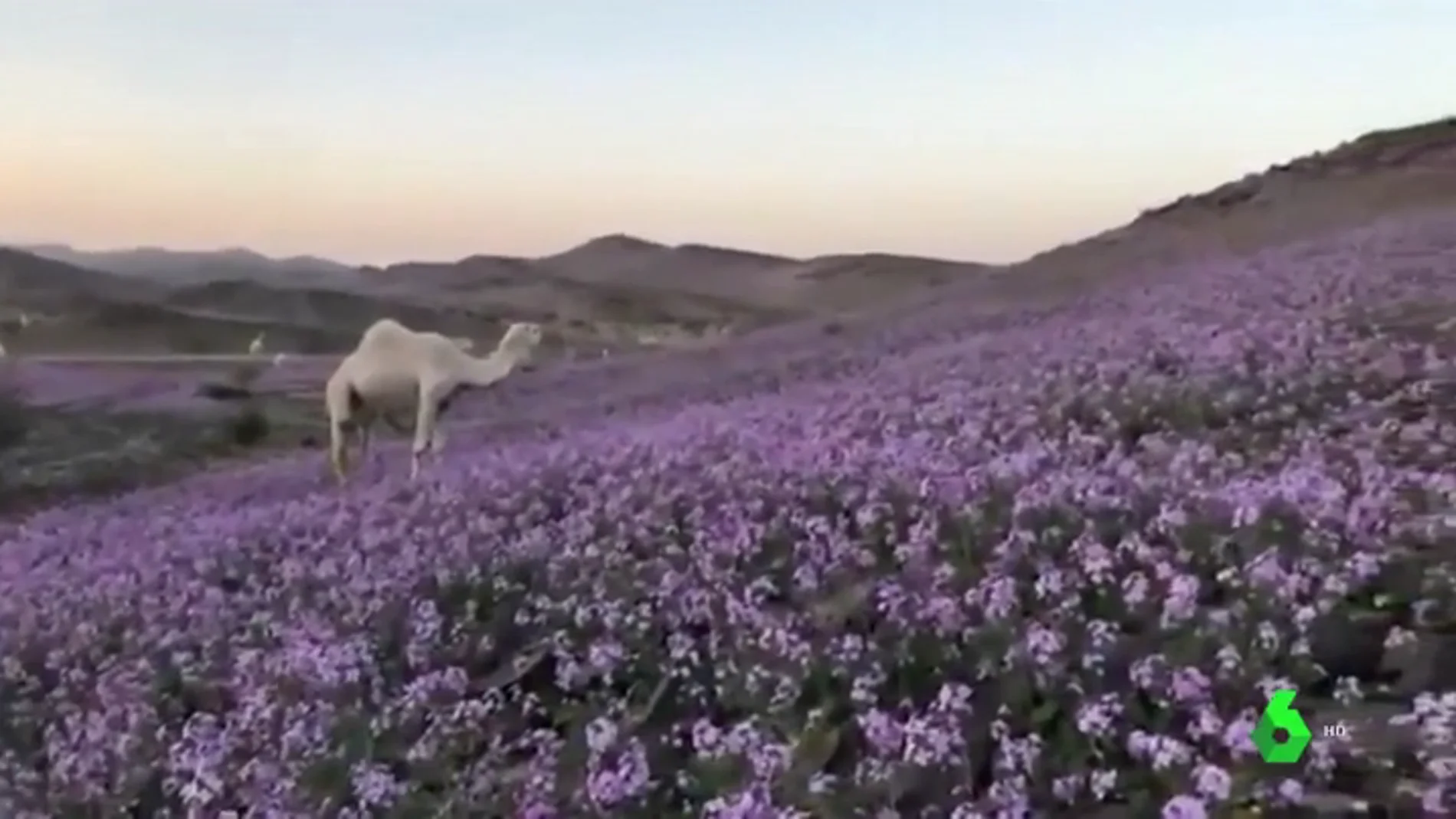 Insólitas imágenes de un desierto cubierto de flores en Arabia Saudí