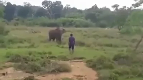 El impactante vídeo de un elefante que pisotea hasta la muerte al hombre que intentaba hipnotizarle El impactante vídeo de un elefante que pisotea hasta la muerte al hombre que intentaba hipnotizarle