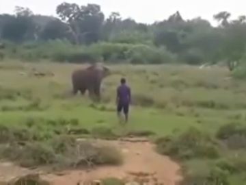 El impactante vídeo de un elefante que pisotea hasta la muerte al hombre que intentaba hipnotizarle