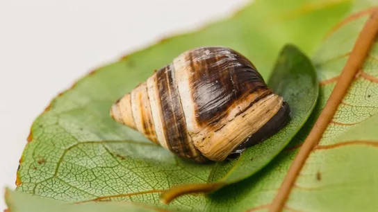Caracol George Caracol George