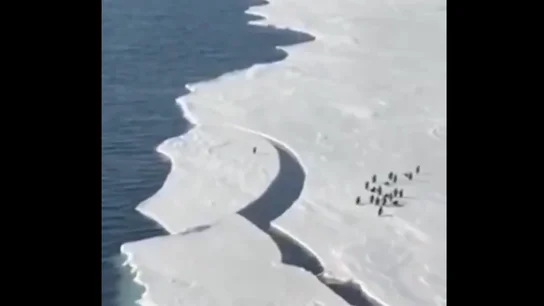 Un pingüino sobre un bloque de hielo. Un pingüino sobre un bloque de hielo.