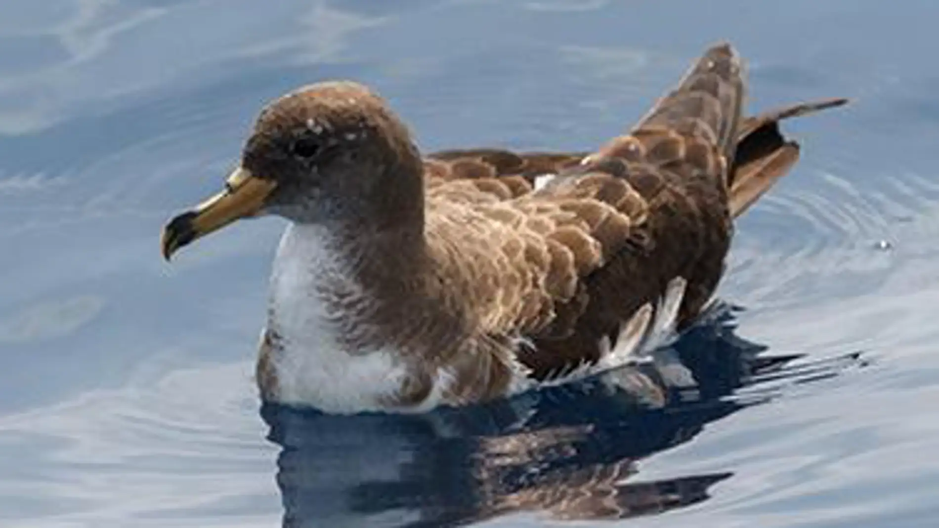 Las aves nuevos detectores de la velocidad de las corrientes marinas