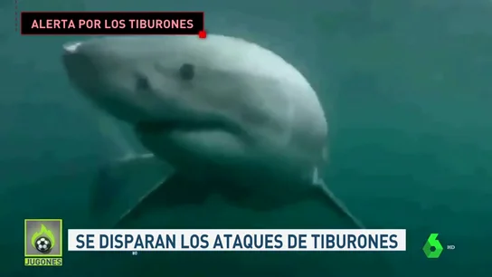 TiburonJugones TiburonJugones