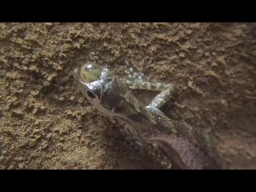 Este lagarto es capaz de crear burbujas de aire en su cabeza para aguantar largos periodos bajo el agua Este lagarto es capaz de crear burbujas de aire en su cabeza para aguantar largos periodos bajo el agua