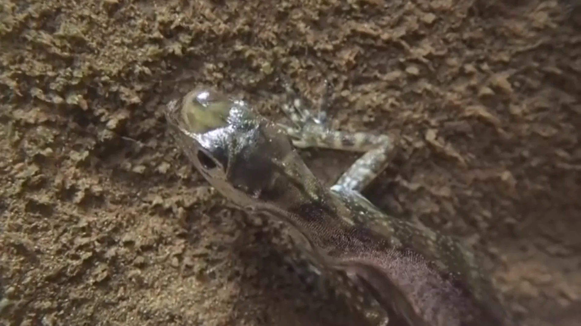 Este lagarto es capaz de crear burbujas de aire en su cabeza para aguantar largos periodos bajo el agua
