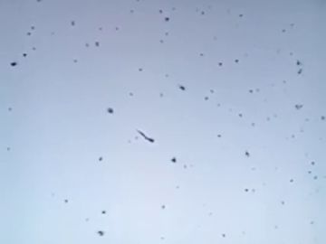 Las sorprendentes imágenes de la 'lluvia' de arañas en Brasil Las sorprendentes imágenes de la 'lluvia' de arañas en Brasil