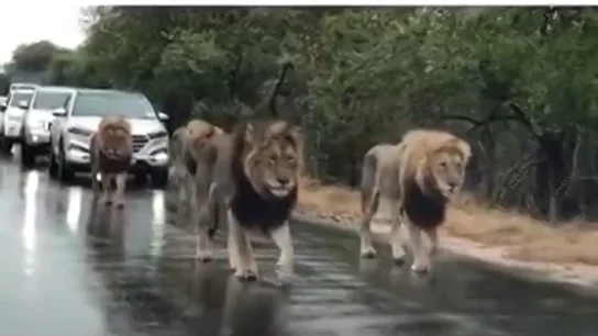 Una manada de leones en una carretera de Sudáfrica Una manada de leones en una carretera de Sudáfrica