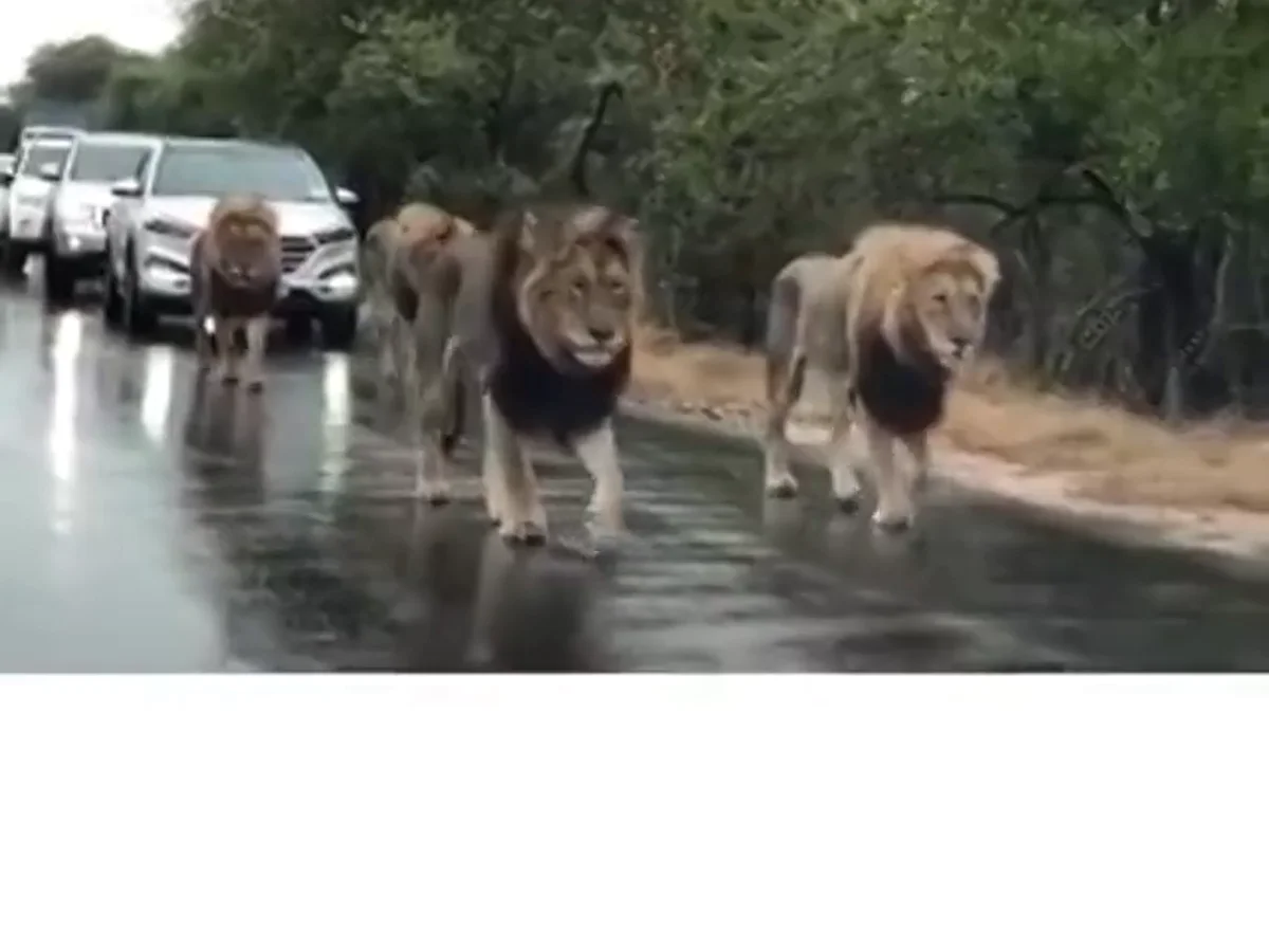 El impactante vídeo que muestra cómo una manada de leones detiene el  tráfico en Sudáfrica