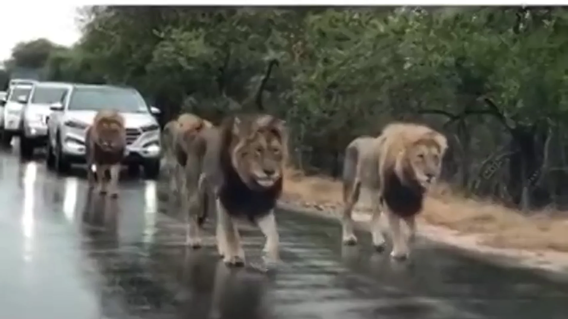 Una manada de leones en una carretera de Sudáfrica