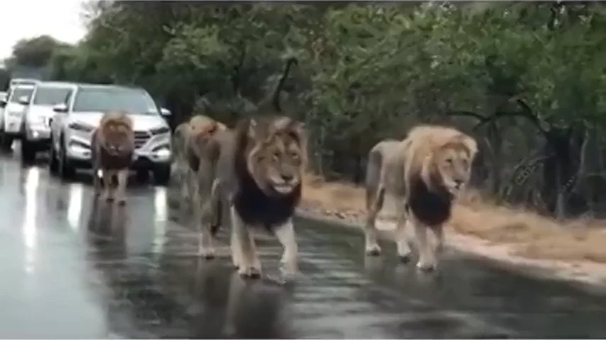 Una manada de leones en una carretera de Sudáfrica