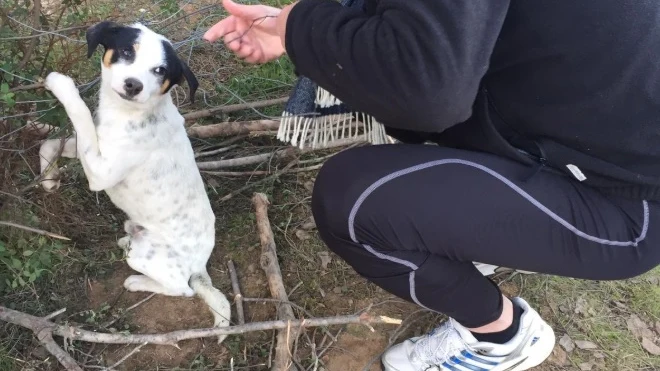 Juanma Moreno se encuentra un perrito abandonado