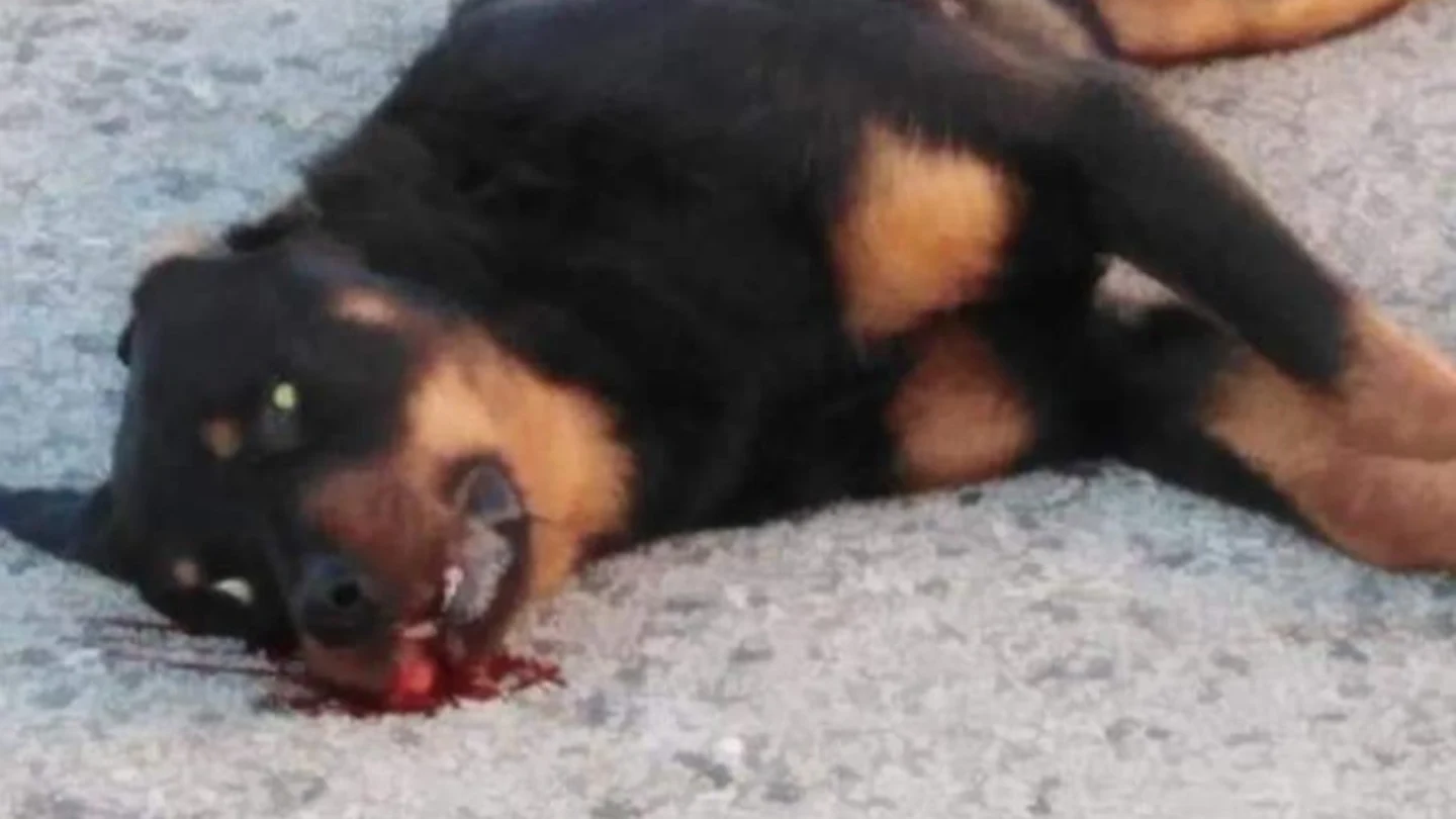 Shaitan, el perro asesinado Shaitan, el perro asesinado