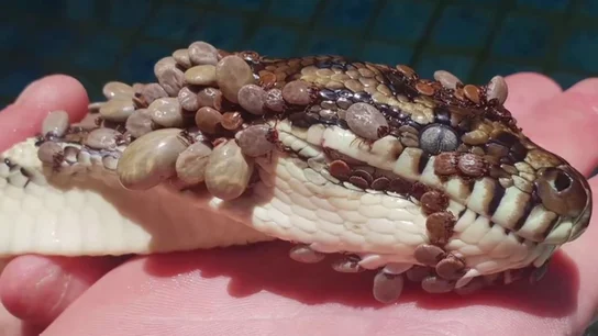 Imágenes de la pitón encontrada con más de 500 garrapatas Imágenes de la pitón encontrada con más de 500 garrapatas