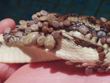 Imágenes de la pitón encontrada con más de 500 garrapatas