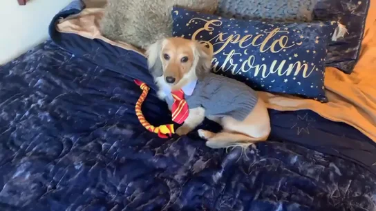 Perro con el uniforme de Harry Potter Perro con el uniforme de Harry Potter