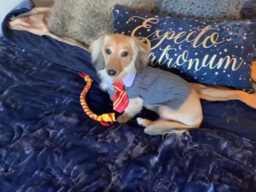 Perro con el uniforme de Harry Potter Perro con el uniforme de Harry Potter