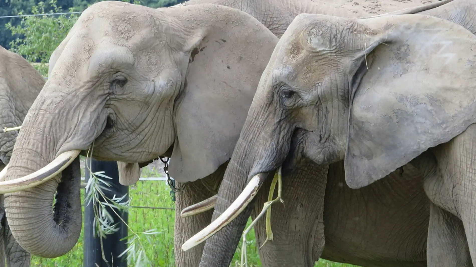 El cambio de dientes en los elefantes provoca un efecto yoyo en su peso