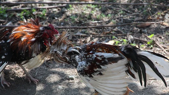 Una pelea de gallos Una pelea de gallos