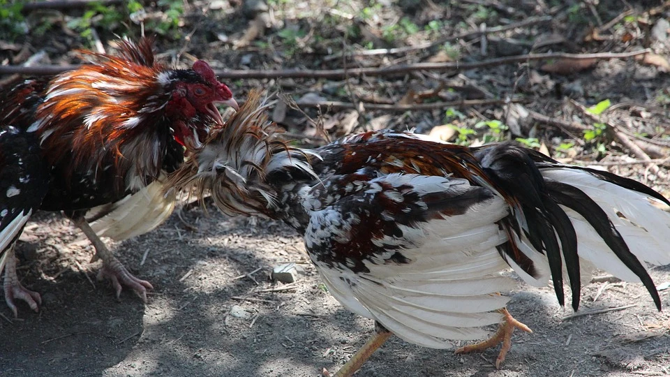 Una pelea de gallos