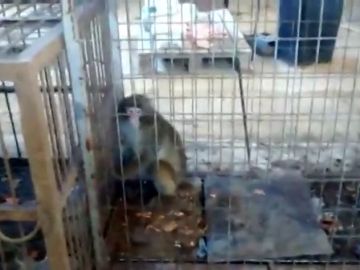 Rescatan a un grupo de monos después de 10 años encerrados en jaulas minúsculas en una finca de Guardamar del Segura Rescatan a un grupo de monos después de 10 años encerrados en jaulas minúsculas en una finca de Guardamar del Segura